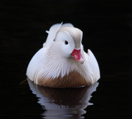 fat-birds:  Leucistic male Mandarin. by A.Birdseye. on Flickr.  