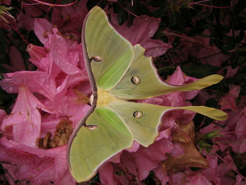 the-moth-princess:  Actias luna 