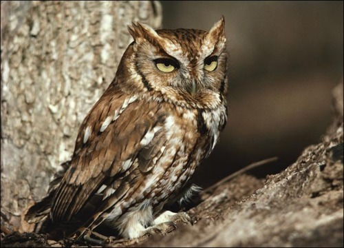 Porn tupacabra:  why do all owls look like they’re photos