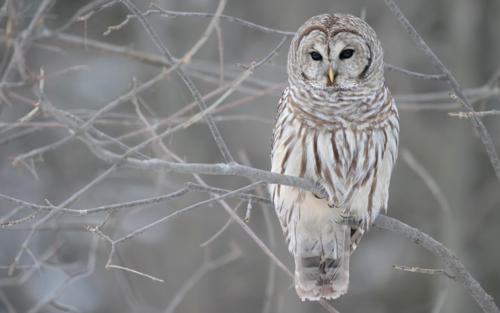 tupacabra:  why do all owls look like they’re porn pictures