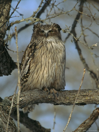 Porn Pics tupacabra:  why do all owls look like they’re