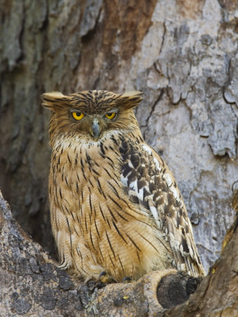 tupacabra:  why do all owls look like they’re adult photos