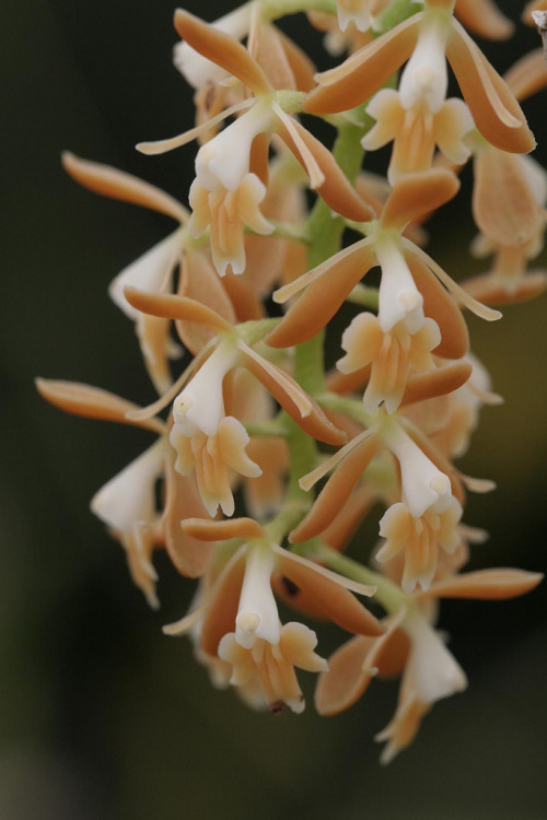 Epidendrum polyanthum, which can be found from northeast Mexico, through Central America, Venezuela and all the way into southern Brazil. In these places it is found in premontane forests from around 900 to 2000 meters in elevation. Photograph by...