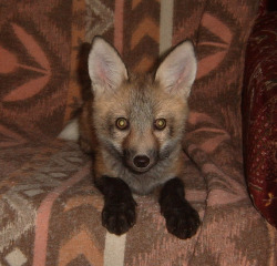 mariayamamoto:  treekisser:  Meet Vixey. She was rescued as a puppy from a fur farm. If she’d stayed there, like millions of other foxes, she would have been anally or vaginally electrocuted to become part of a fur coat for companies like INTERMIX. 