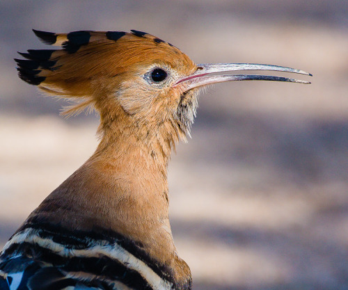 magicalnaturetour:   “African Hoopoe” by Hans Kruse :) 
