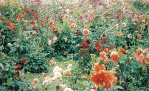 asp3n:  october flowers by Rebecca Artemisa on Flickr. 