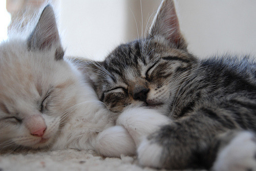 smile-shapedbox:  Dormir juntitos ❤️🐈❤️🐈