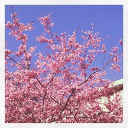 Padua In Spring#Italy #Igerspadova #Polworld #Igersveneto #Padua  (Scattata Con Instagram