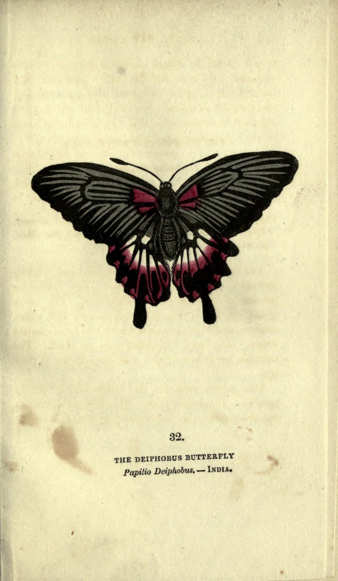 abluegirl:  The book of butterflies, sphinges and moths - a beautiful Flickr collection