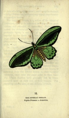 abluegirl:  The book of butterflies, sphinges