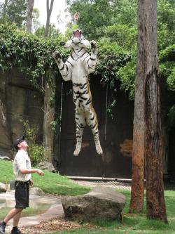 thepredatorblog:  Tigers have very powerful back legs that enable them to leap up to 13ft in the air. A keeper at Dreamworld, Australia demonstrates this on Sultan, a near 230kg Bengal Tiger.   Easily one of the most bad ass animals.  Ever.