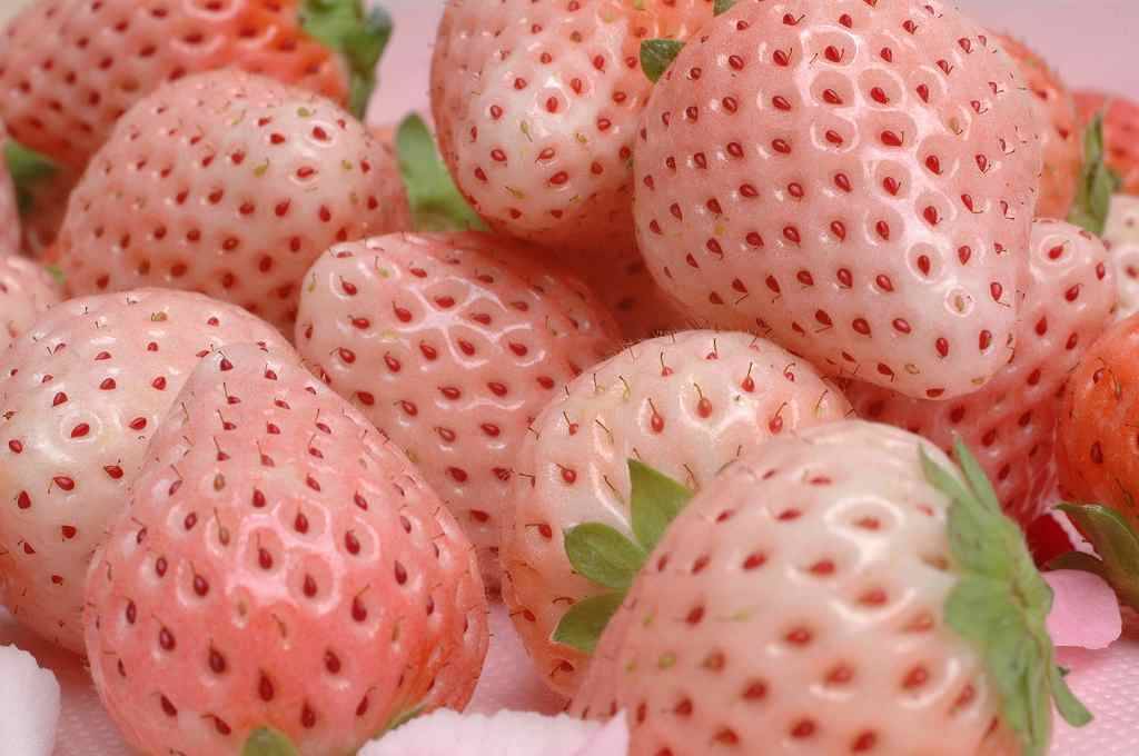 Где Купить Белую Клубнику