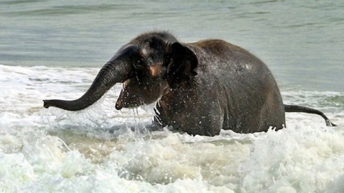 agentmlovestacos: ELEPHANT!!!! via mariposima: My heart. It is warmed.