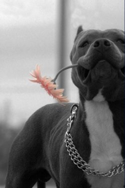 I have never seen one one of these killer beast dogs who didn&rsquo;t like they were smiling. This one is clearly so distraught at having killed and eaten someone&rsquo;s baby that he brought a flower and dressed all in black and white. Smiley and thought