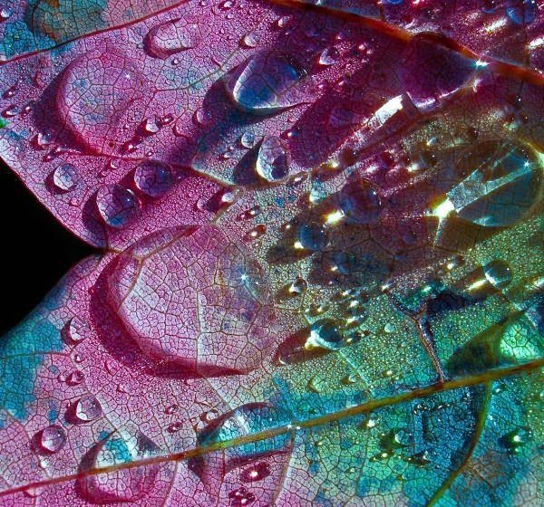 pyrrhic-victoria:  by Jean-Francois Dupuis