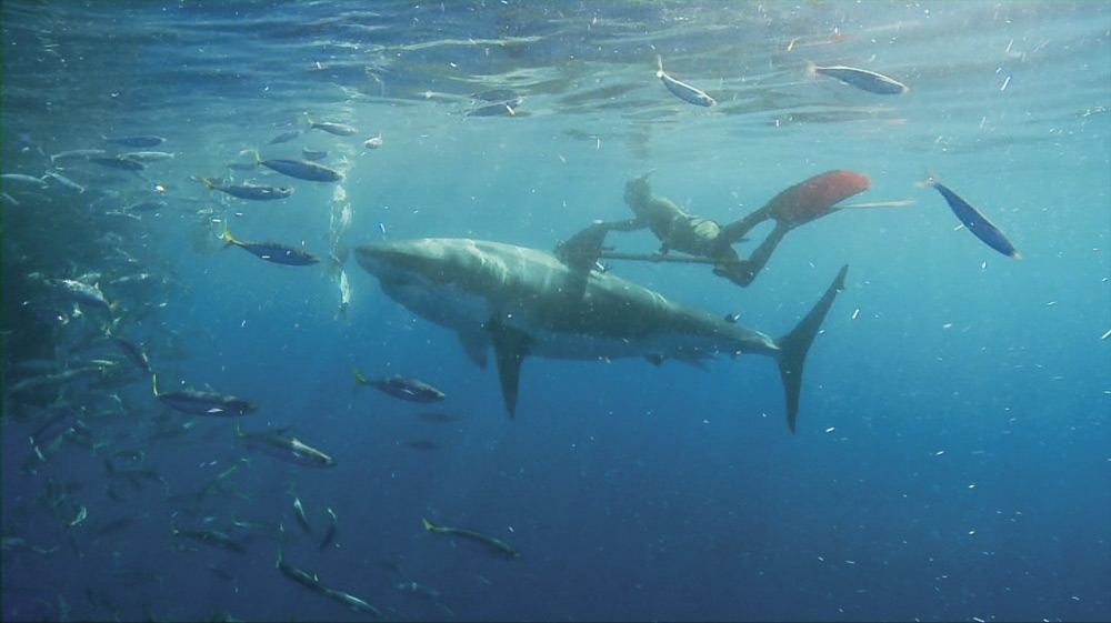 melissaaaprime:  Mark Healey, surfer and dive-enthusiast, on diving with great whites