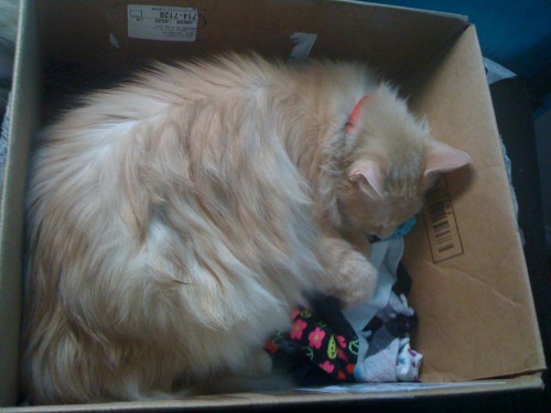 I had this box supposedly out of reach so that Godric wouldn&rsquo;t sleep in it and get all my unso