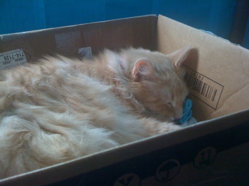 I had this box supposedly out of reach so that Godric wouldn&rsquo;t sleep in it and get all my unso