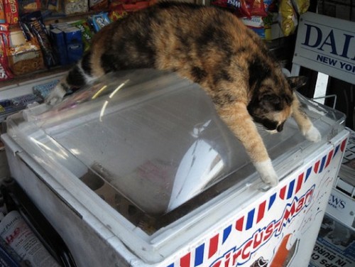 cuteordeath: “all of this is mine.”