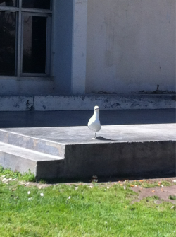  Here’s a picture of a one legged seagull that was staring me down like I stole its leg 