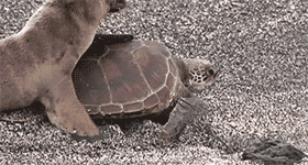 twicearunner:tumblegags:OMG, HE’S HELPING HIM BACK INTO THE OCEAN i officially like animals more tha