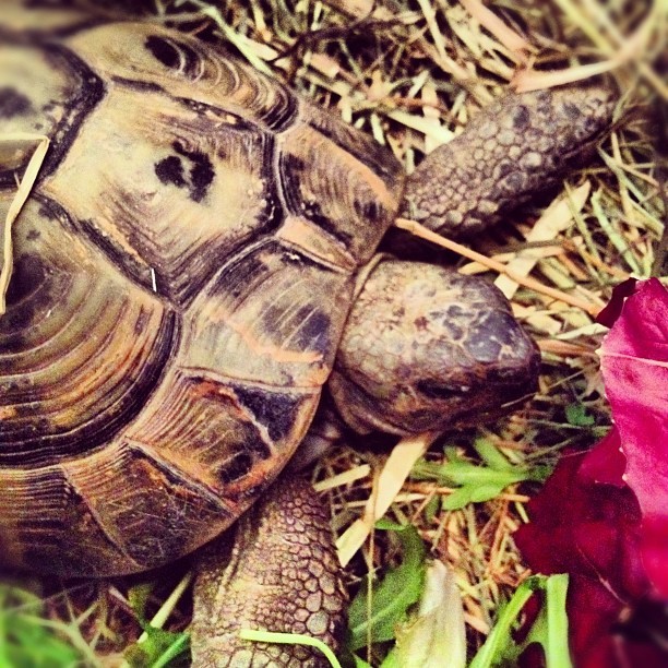 Giorgio si è svegliato #igerspadova #polworld #italy #igersveneto #turtle#padua