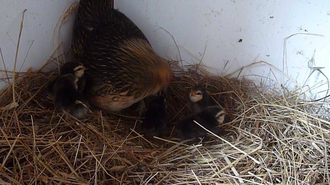 ms-ashri:  Mommy Belgium Quail, Amy, with her new babies ;u;) they hatched not too