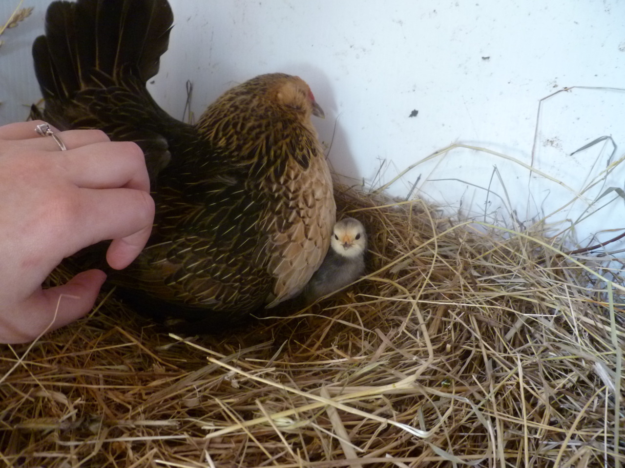 ms-ashri:  Mommy Belgium Quail, Amy, with her new babies ;u;) they hatched not too