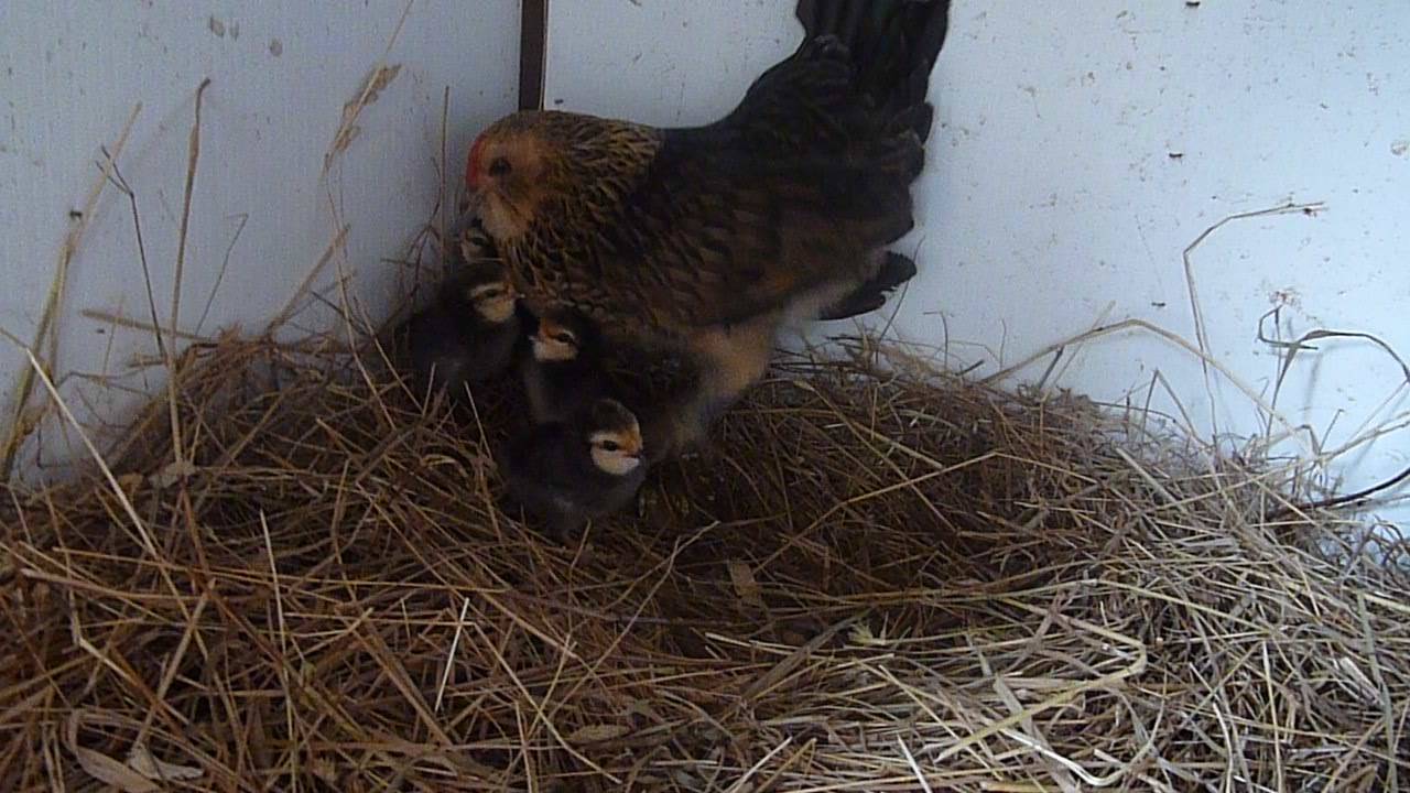 ms-ashri:  Mommy Belgium Quail, Amy, with her new babies ;u;) they hatched not too