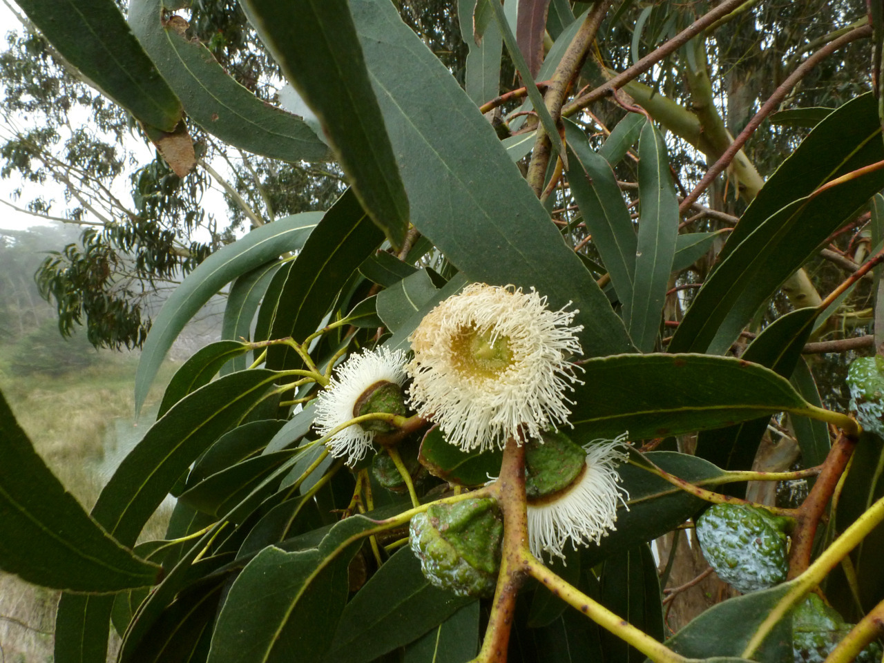 Flowering eucalyptus at Lake Merced