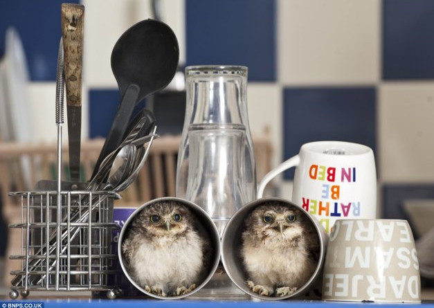  fat-birds: Orphaned baby owls Linford and Christie curl up in tea cups in the home