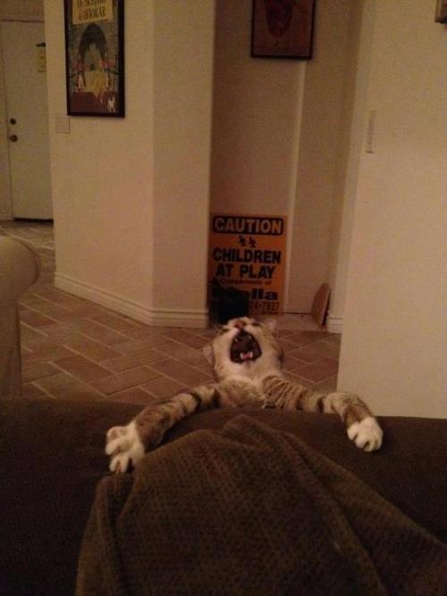 derpycats:  Couch climber.  Mufassssaaaaaaa porn pictures