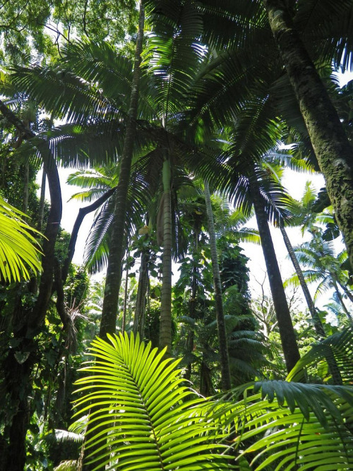 tropicalblxck: t-iki-oasis: jungle-sorbet: follow jungle-sorbet for more tropical xo hope today 