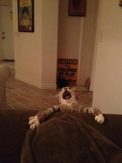 sirmitchell:  Best cat picture goes to.. 