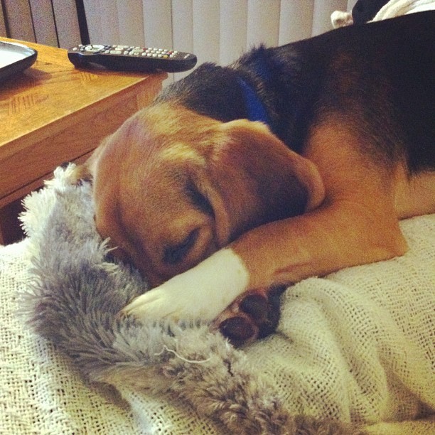 He wasn&rsquo;t feeling being woken up&hellip;can u tell?? Lol🐶 #puppy