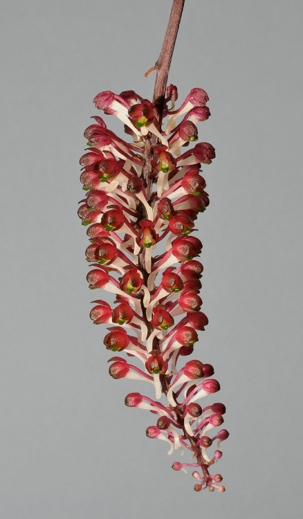 Robiquetia mooreana, native to lowland and lower montane forests in New Guinea; it can be found growing from around 25 to 1000 meters in elevation. Photographs by Rogier van Vugt