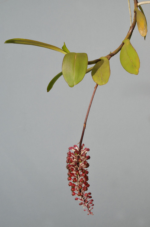 Robiquetia mooreana, native to lowland and lower montane forests in New Guinea; it can be found growing from around 25 to 1000 meters in elevation. Photographs by Rogier van Vugt