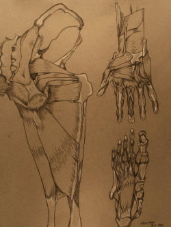 biggerharddrive:  Dem Muscles. Senior year, 2010. Charcoal. Seriously though, I fucking love anatomy. So much that it’s kind of ridiculous. 