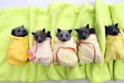 Batsonthebrain:  Jurassicapark:  Folkthepainaway:  Beckhey:  Baby Bats Aren’t They