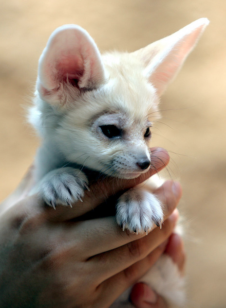 puggprince:oh my god someone tell me what this is.