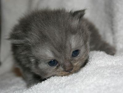 twistedlolitax:  Versailles as Kittens. &lt;3 &lt;3 &lt;3 /cries of cuteness