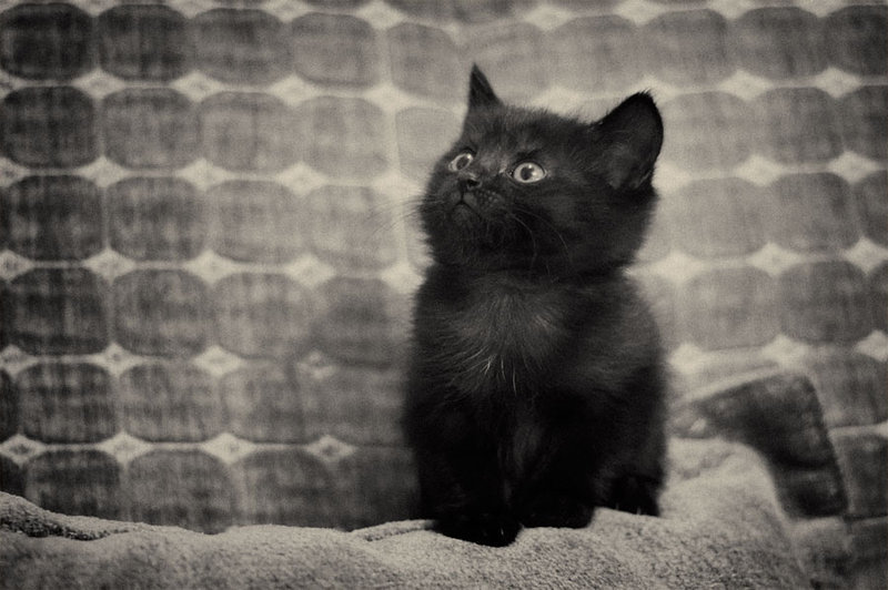 twistedlolitax:  Versailles as Kittens. &lt;3 &lt;3 &lt;3 /cries of cuteness