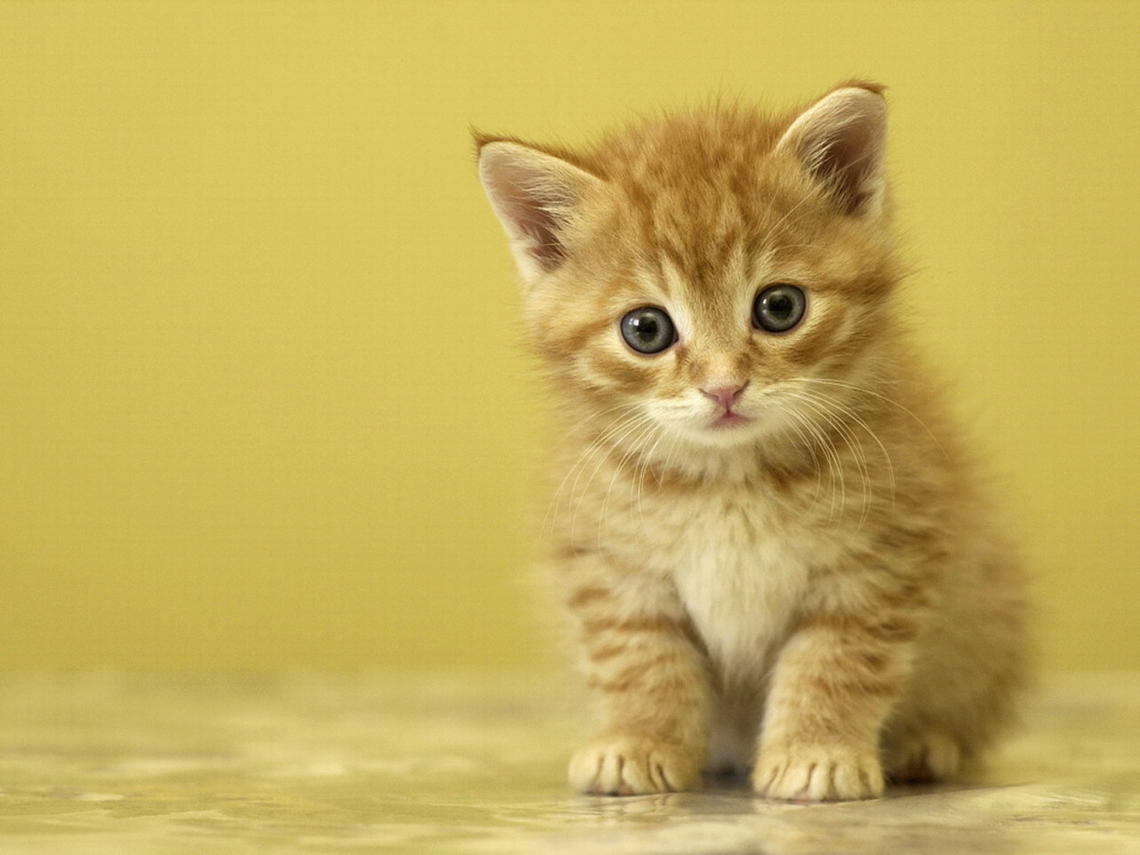 twistedlolitax:  Versailles as Kittens. &lt;3 &lt;3 &lt;3 /cries of cuteness