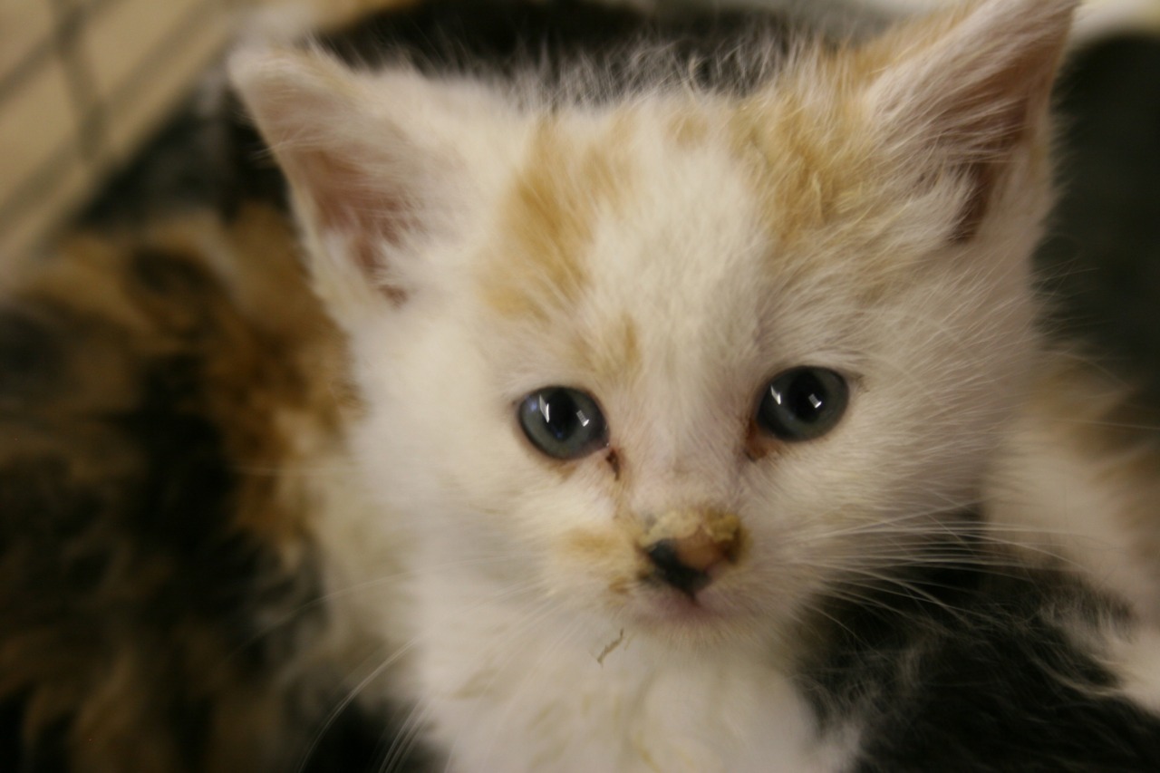 twistedlolitax:  Versailles as Kittens. &lt;3 &lt;3 &lt;3 /cries of cuteness