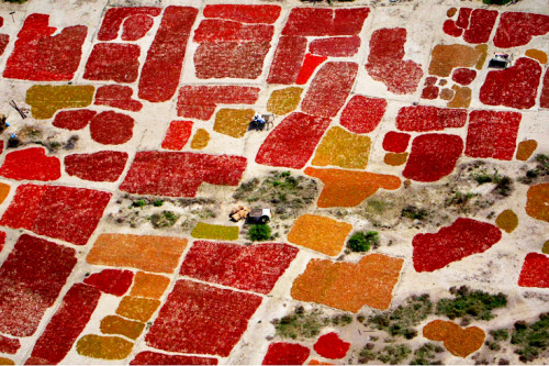 greenshirts-blog:An aerial view of chili crops in the Umerkot District of Pakistan’s Sindh province.