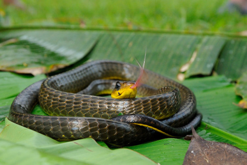 The MacheteSavane (Chironius carinatus), is a very large, but slender colubrid snake - adults may grow to 3m (9.8 ft). Although nonvenomous, this snake is well known for its aggressive behaviour. It is found only in: the Guianas, northern Brazil to...