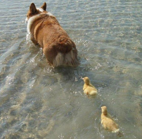 I would follow that Corgi, too. funny-pictures-uk:  Follow the leader.