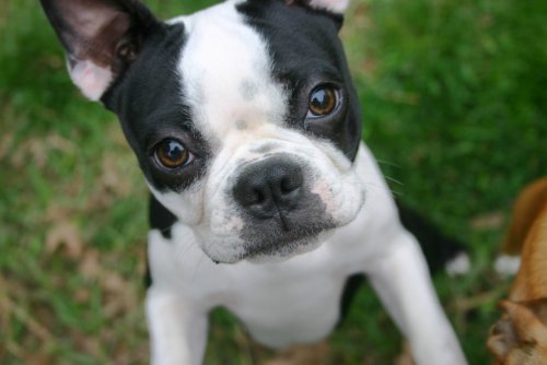 Porn photo hattiewatson:  Boston Terrier vs. French