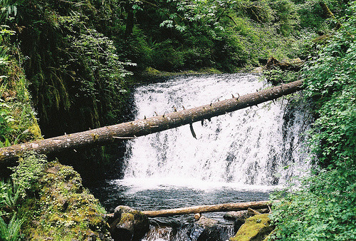 namasteh:  (by mouthfullofbees) 