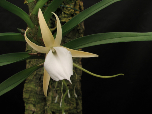 Angraecum obesum, native to central Madagascar, where it can be found between 1200 to 1500 meters in elevation. It grows on trees covered in moss and lichen, as well as rocks, within the forest. Photograph by Uluwehi.